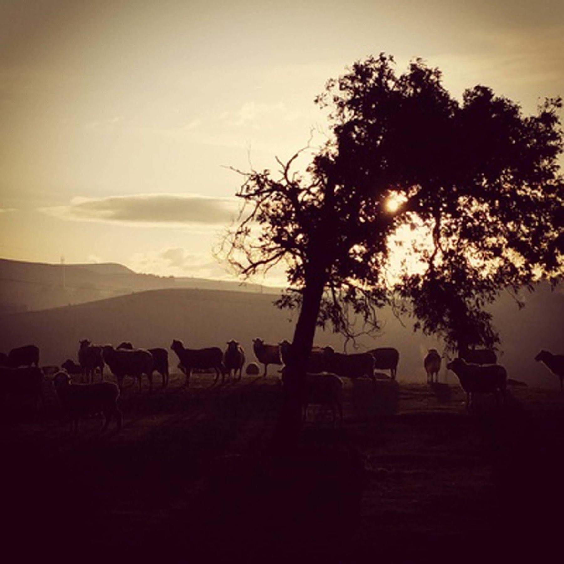 Curringa Farm Villa Meadowbank Bagian luar foto